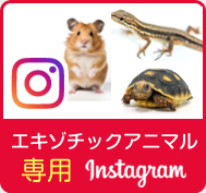 エキゾチックアニマル専用-Instagram